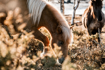 beautiful icelandic horses natural pony in pretty nature environment 