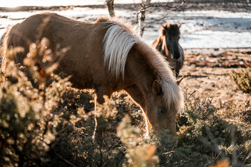 beautiful icelandic horses natural pony in pretty nature environment 