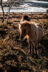 beautiful icelandic horses natural pony in pretty nature environment 