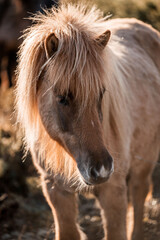 beautiful icelandic horses natural pony in pretty nature environment 
