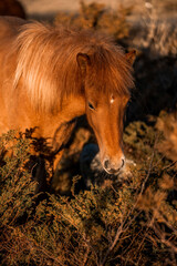 beautiful icelandic horses natural pony in pretty nature environment 
