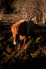 beautiful icelandic horses natural pony in pretty nature environment 