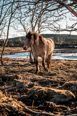 beautiful icelandic horses natural pony in pretty nature environment 