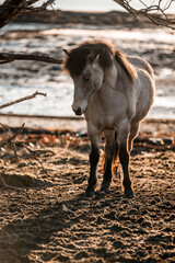 beautiful icelandic horses natural pony in pretty nature environment 