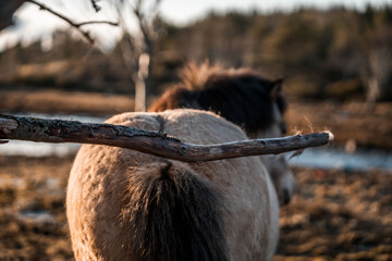 beautiful icelandic horses natural pony in pretty nature environment 