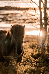 beautiful icelandic horses natural pony in pretty nature environment 