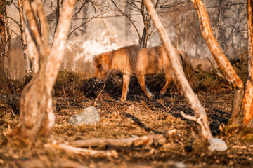 beautiful icelandic horses natural pony in pretty nature environment 