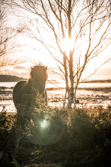 icelandic horse equine pony in pretty sunlight from golden hour