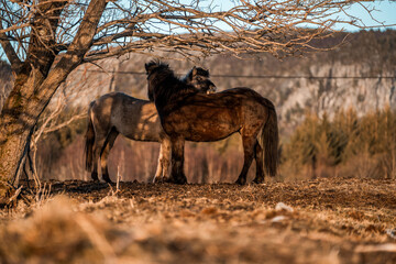 icelandic horse equine pony in pretty sunlight from golden hour