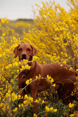 Cheerful funny red vizsla dog in bright yellow flowers on the field