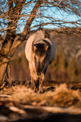icelandic horse equine pony in pretty sunlight from golden hour