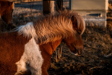 icelandic horse equine pony in pretty sunlight from golden hour