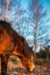 icelandic horse equine pony in pretty sunlight from golden hour