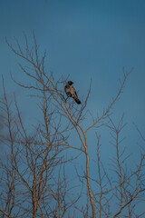 crow on a branch