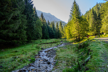 Obraz premium Mountain Stream Flowing Through Meadow Surrounded by Pine Trees in Brașov County, Romania