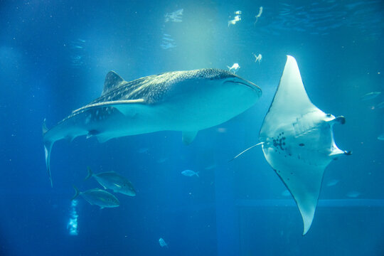 Stunning underwater view of marine animals inside the Osaka Kaiyukan Aquarium, one of the world largest aquariums. The exhibit features species like the whale shark.