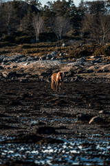 icelandic horse trotting beside the sea ocean