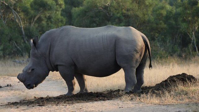 a Massive white rhino bull enlarging his midden