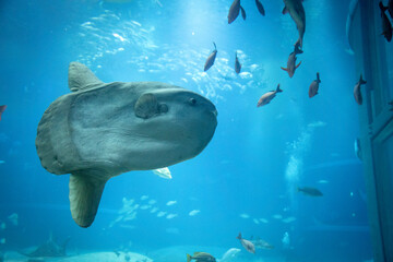 Fototapeta premium Stunning underwater view of marine animals inside the Osaka Kaiyukan Aquarium, one of the world largest aquariums. The exhibit features species like the whale shark.