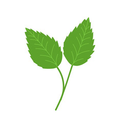 Rose Flower Leaf Illustration Set. Illustration of elegant green rose petals 