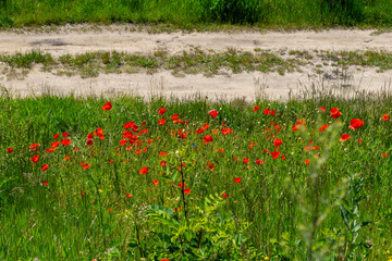 patch of vibrant red poppies growing in tall green grass near a sandy country road. The wildflowers add a burst of color to the natural, rural landscape on a sunny summer day