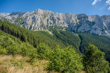 Fototapeta premium Limestone Cliffs and Forested Hills of Piatra Craiului Seen from a Mountain Clearing, Brașov County