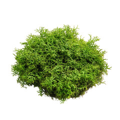 Close-up of a vibrant green clump of moss isolated on transparent background