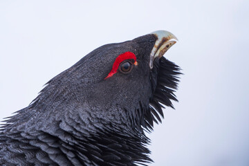 Close up of a male Western capercaillie (Tetrao urogallus)