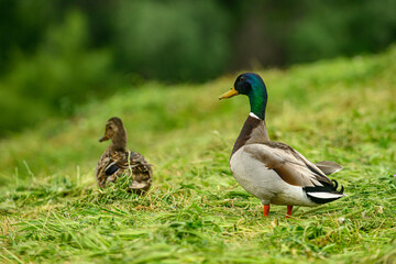 Obraz premium Male mallard duck with a shallow depth of field and copy space