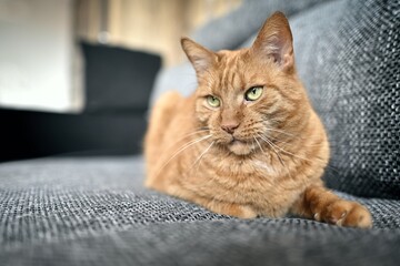 Close-up of orange ginger cat sitting on sofa and looking away. 
