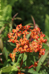Macro image of Griffith's spurge flowers, Derbyshire England
