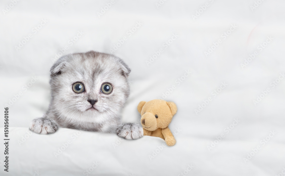 Aufkleber Cute tiny kitten lying with toy bear under warm white blanket on a bed at home. Top down view. Empty space for text
