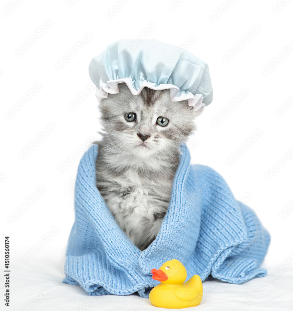 Poster maine coon kitten with tiny shower cap on it head wrapped in blue towel after bathing sitting with r
