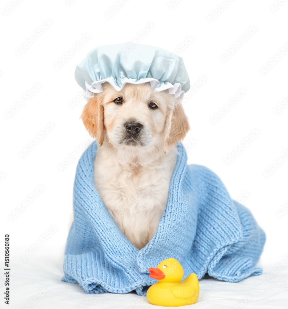 Poster cute golden retriever puppy with tiny shower cap on it head wrapped in blue towel after bathing sitt