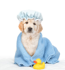 Cute Golden retriever puppy with tiny shower cap on it head wrapped in blue towel after bathing sitting with rubber duck