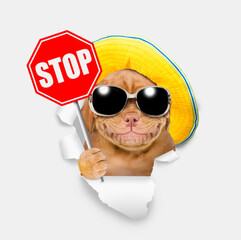 Smiling Mastiff puppy wearing mirrored sunglasses and summer hat looking through the hole in white paper and showing stop sign
