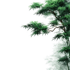 Lush Green Leaves on a Tree Branch in Bright Natural Environment