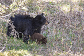 Black Bear Sow and Cub in Yellowstone National Park Wyoming in Springtime