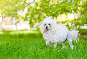 Adult white Poodle dog walks on green summer grass. Empty space for text