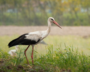 White stork walking through a grassy wetland in spring