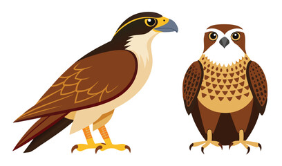 Fototapeta premium Two brown hawks bird illustration vector graphic