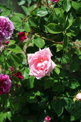 Sunlit pink rose, Derbyshire England
