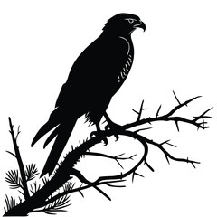 Silhouette hawk on white background