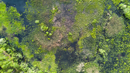 Swamp in Lithuania