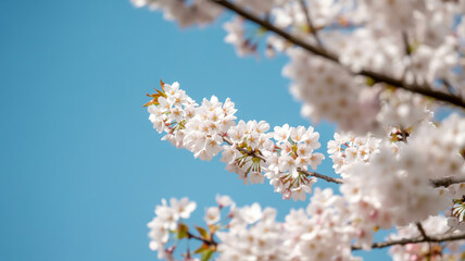 Obraz premium A close-up photograph of white cherry blossoms against a vibrant azure blue sky.