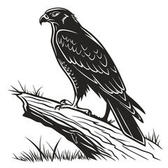 Fototapeta premium Silhouette hawk on white background