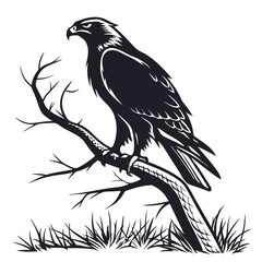 Silhouette hawk on white background