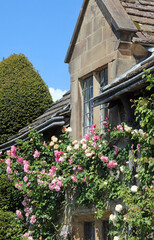 View of a cottage with roses growing around the windows, Derbyshire England
