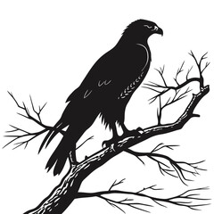Silhouette hawk on white background