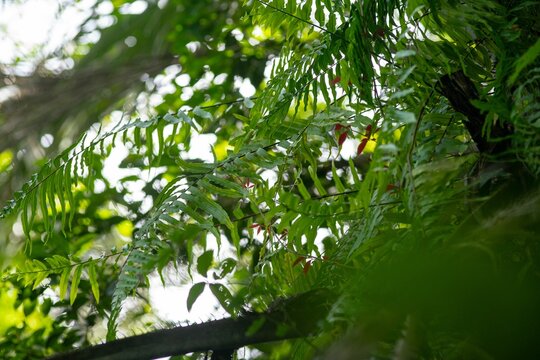 Sunlit fern fronds in a tropical forest